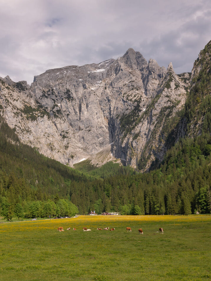 Weite Almwiese mit grasenden Kühen und gelben Blumen im Vordergrund,